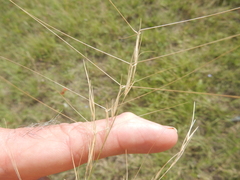 Aristida desmantha