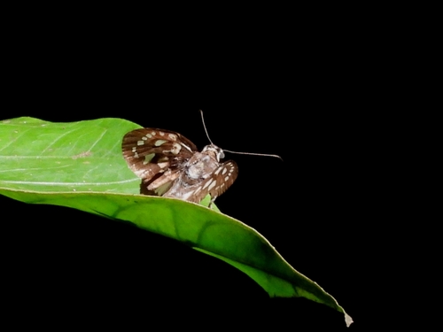 Hyalothyrus leucomelas