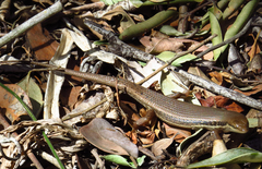 Trachylepis depressa