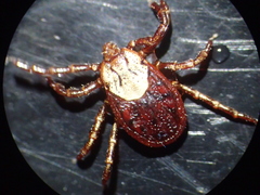 Dermacentor andersoni