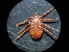 Dermacentor andersoni