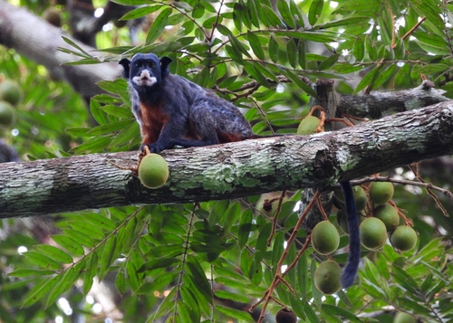 ムネアカタマリン