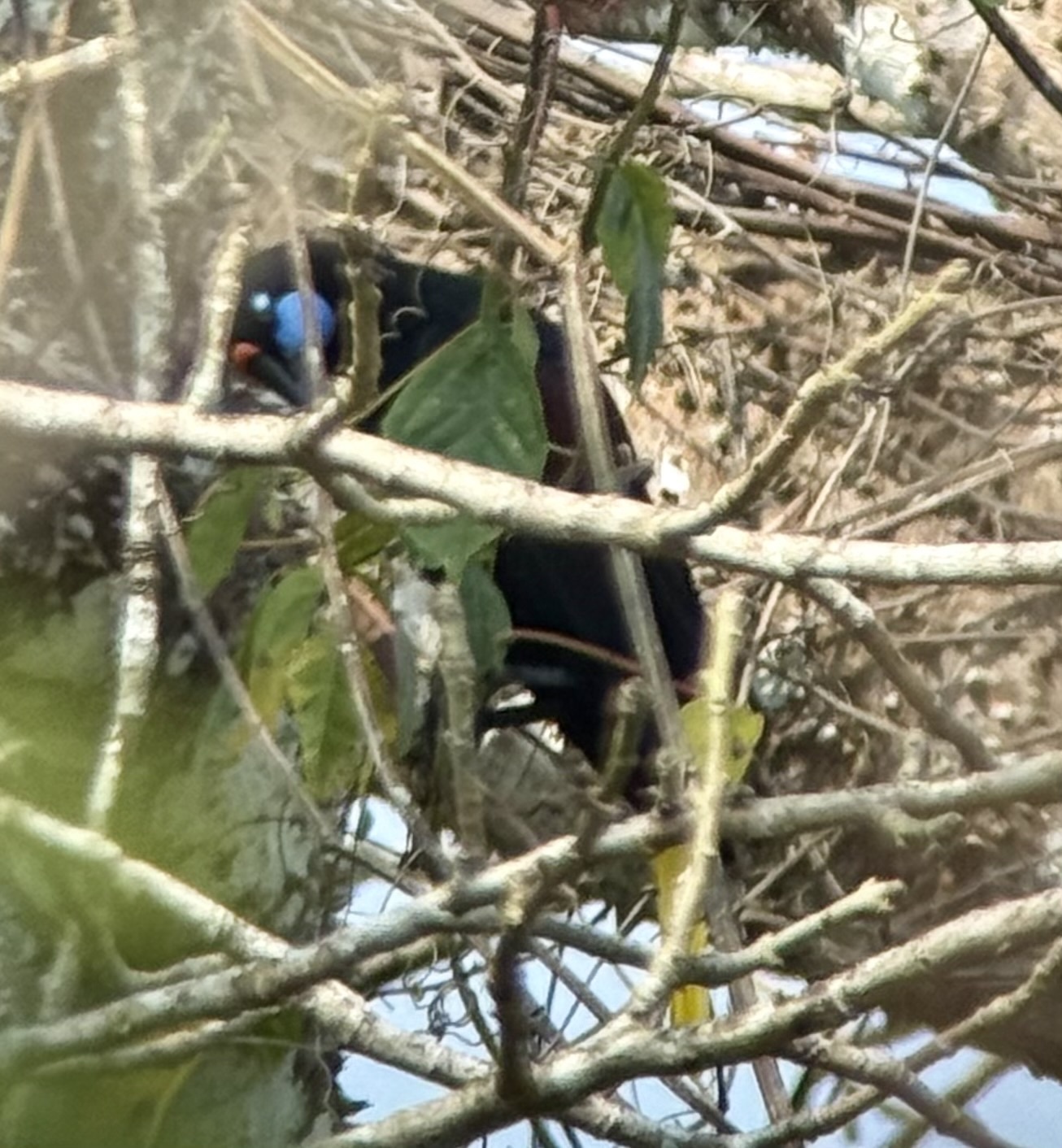 Black Oropendola (Psarocolius guatimozinus), photo 1