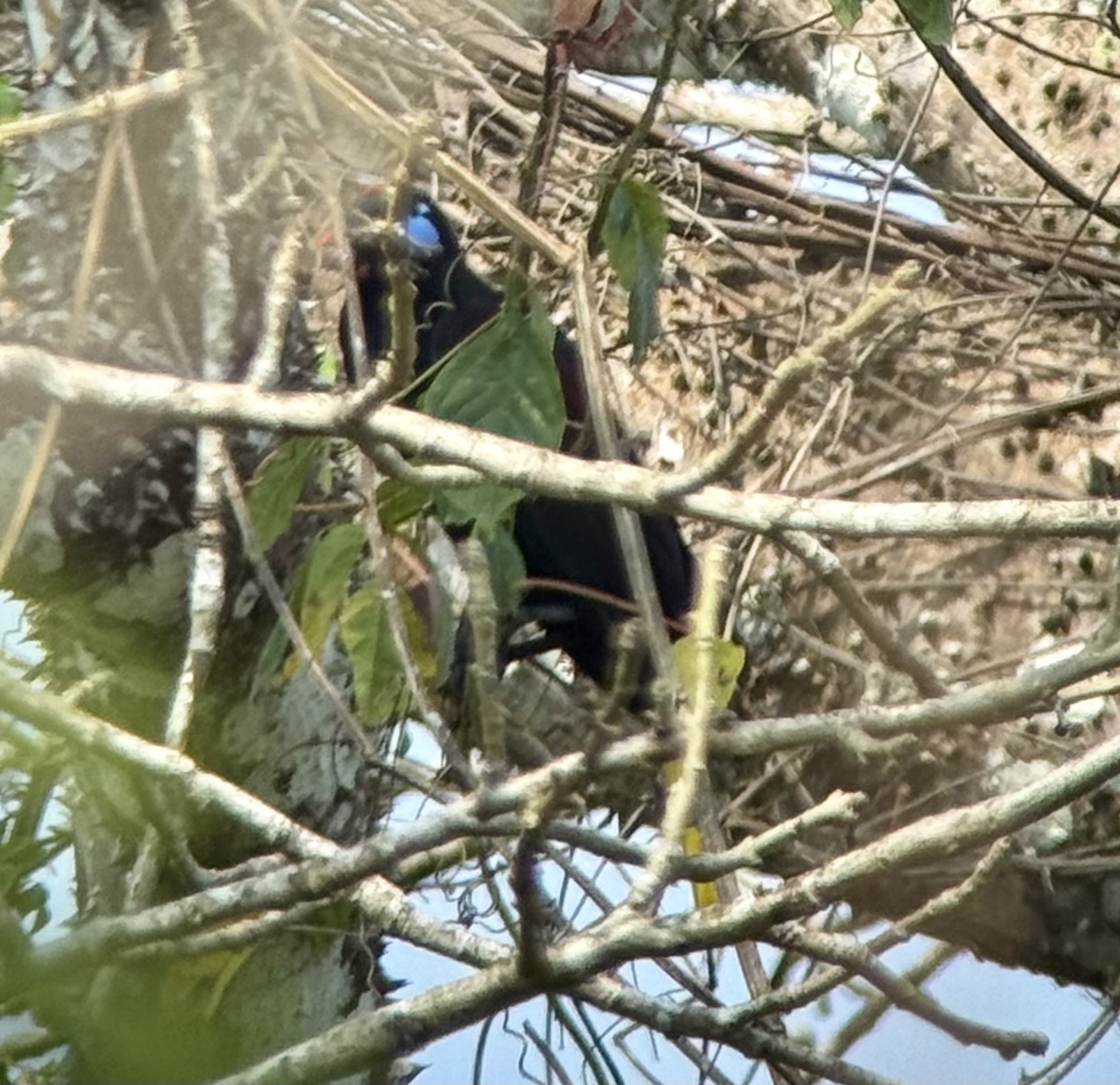 Black Oropendola (Psarocolius guatimozinus), photo 5
