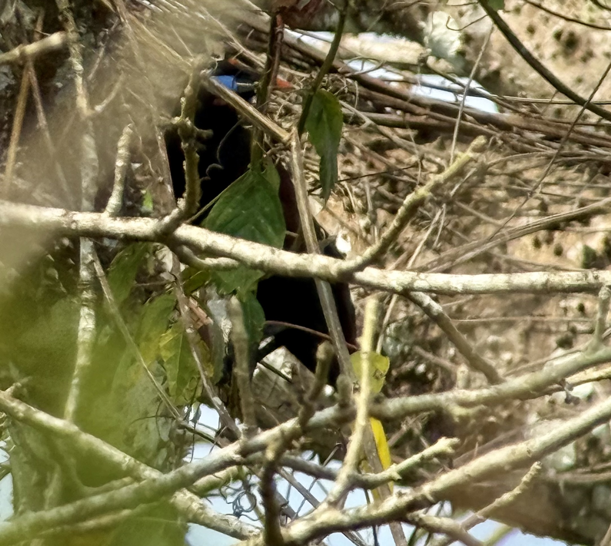 Black Oropendola (Psarocolius guatimozinus), photo 4