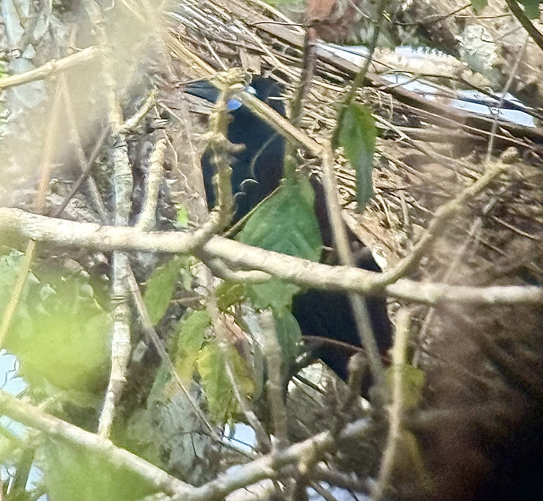 Black Oropendola (Psarocolius guatimozinus), photo 3