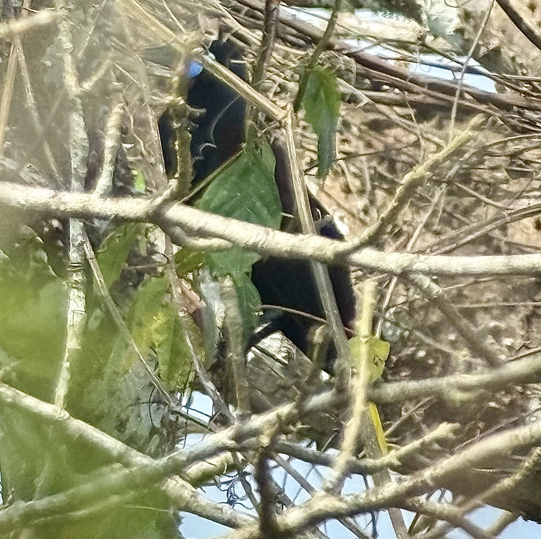 Black Oropendola (Psarocolius guatimozinus), photo 2