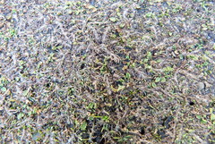 Leptinella maniototo