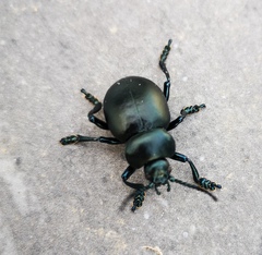Timarcha tenebricosa