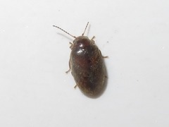 Contacyphon coarctatus