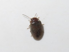Contacyphon coarctatus