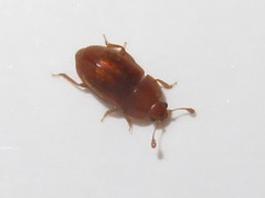 Epuraea aestiva