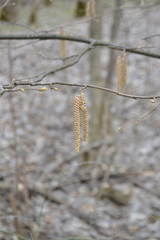 Corylus avellana