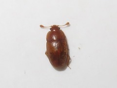 Epuraea aestiva