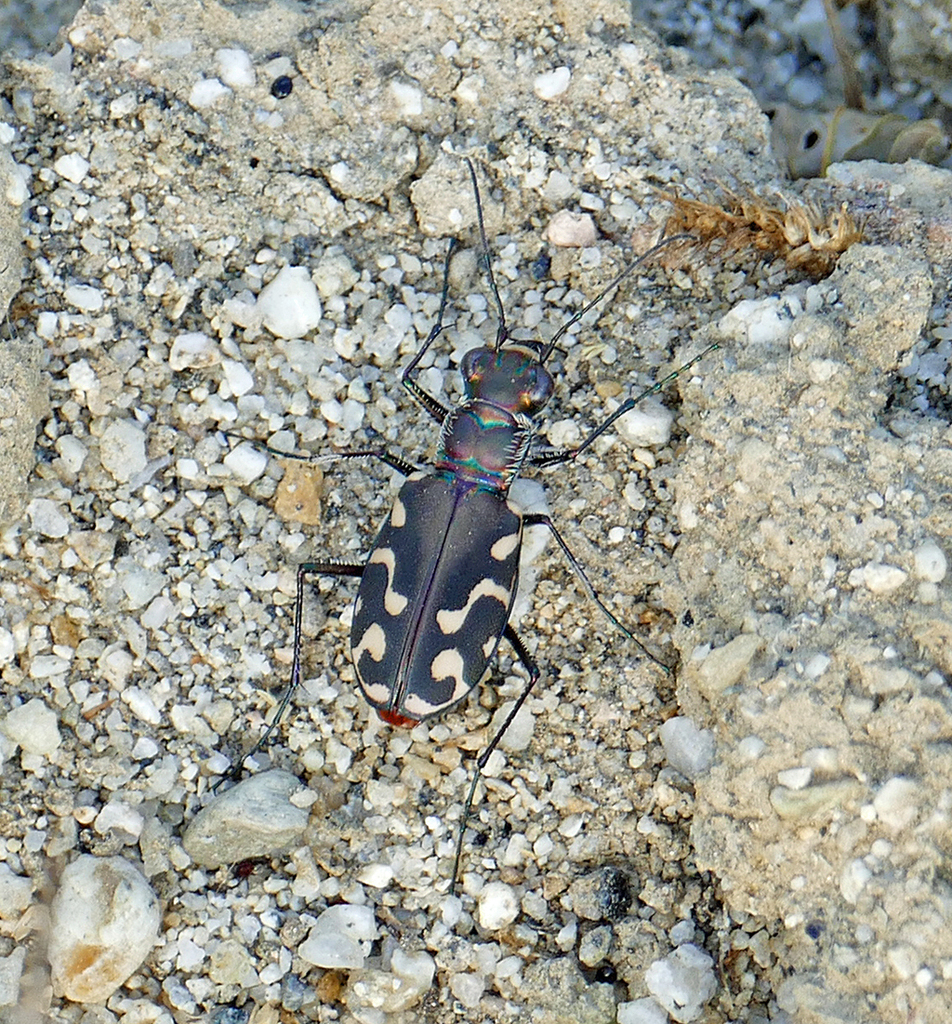 Cicindelidia