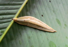 Vaginulus taunaisii