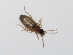 Philorhizus melanocephalus
