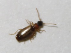 Philorhizus melanocephalus