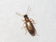 Philorhizus melanocephalus