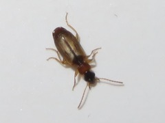 Philorhizus melanocephalus