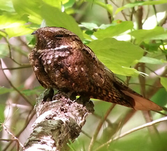 Eastern Whip-Poor-Will photo 3