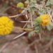 Acacia ehrenbergiana