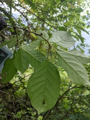 Actinidia callosa discolor