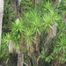 Yucca gigantea - Photo (c) Juan Cruzado Cortés, μερικά δικαιώματα διατηρούνται (CC BY-SA), uploaded by Juan Cruzado Cortés