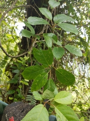 Actinidia callosa discolor