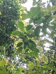 Actinidia callosa discolor