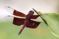 Camacinia gigantea