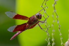 Camacinia gigantea