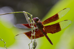 Camacinia gigantea