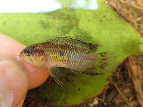 Dwarf goldeneye cichlid (Nannacara anomala) — Cichlidae — 2