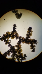 Frullania inflata communis