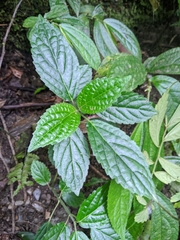 Paraphlomis javanica