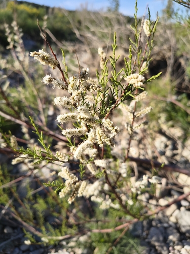 Tamarix africana, photograph 6