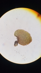 Frullania inflata communis