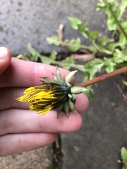 Taraxacum lamprophyllum