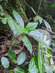 Paraphlomis javanica