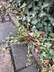 Taraxacum lamprophyllum