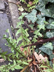 Taraxacum lamprophyllum