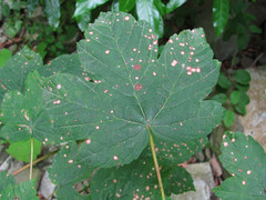 Cristulariella depraedans