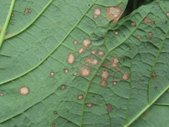 Cristulariella depraedans