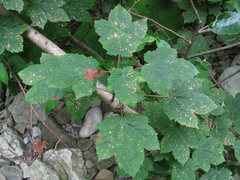 Cristulariella depraedans
