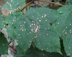 Cristulariella depraedans