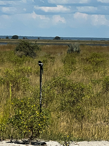 Magpie Shrike