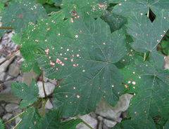 Cristulariella depraedans