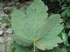 Cristulariella depraedans