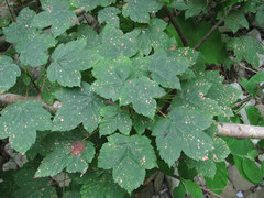 Cristulariella depraedans